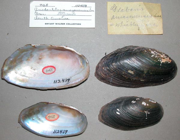 specimen