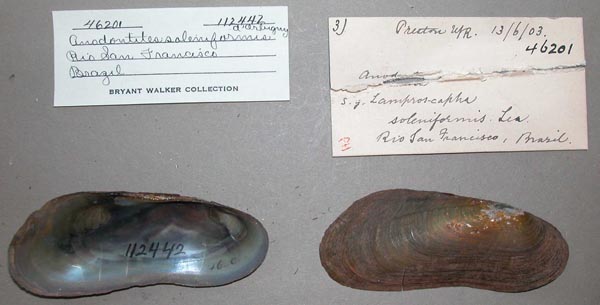 specimen