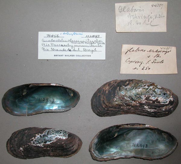 specimen