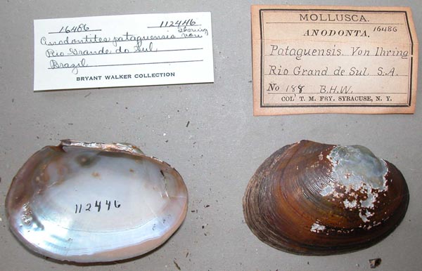 specimen