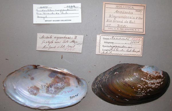 specimen