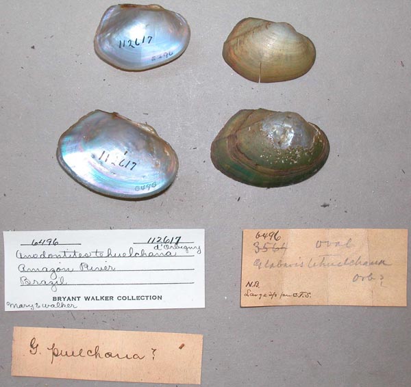 specimen