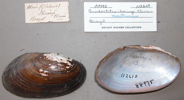 specimen