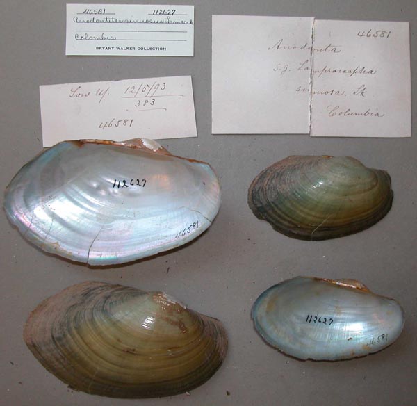 specimen