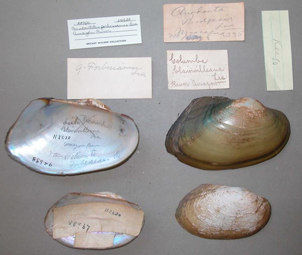 specimen