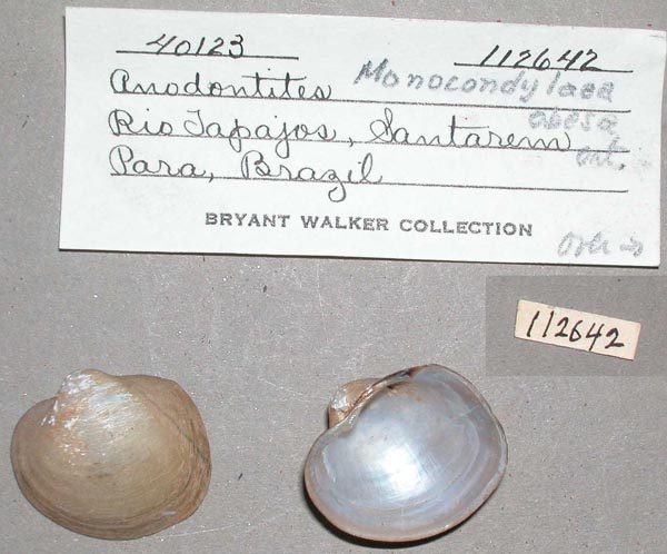 specimen