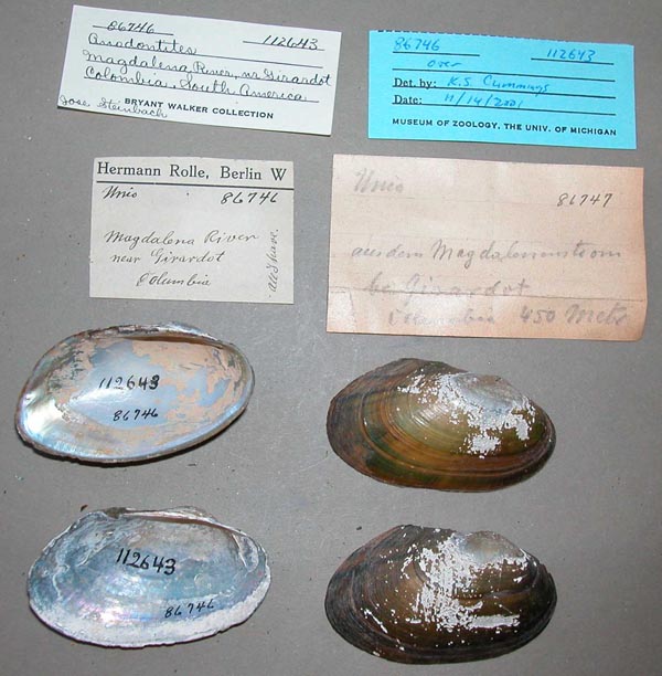 specimen