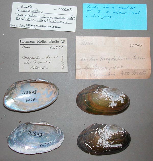 specimen