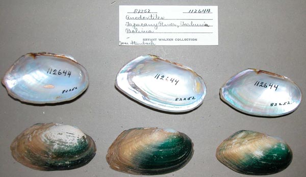 specimen