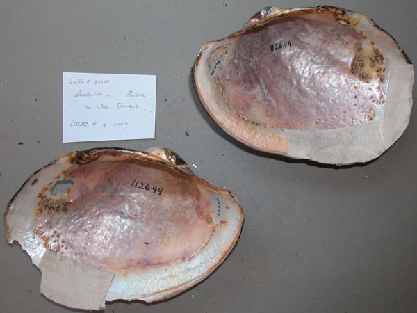 specimen