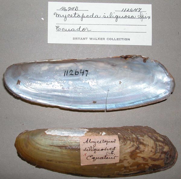 specimen