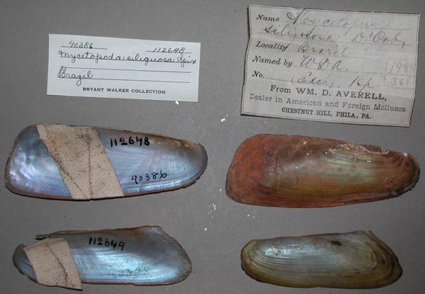 specimen