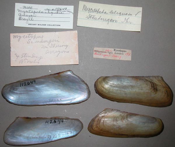 specimen