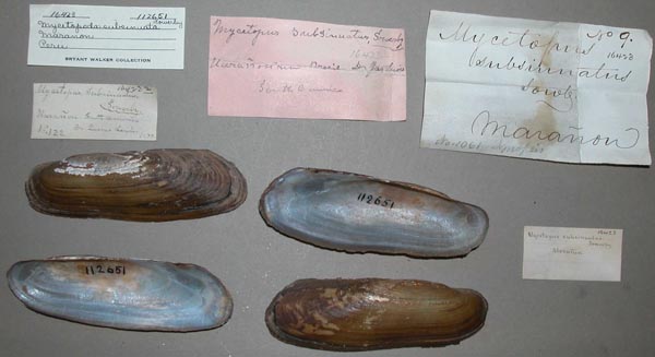 specimen