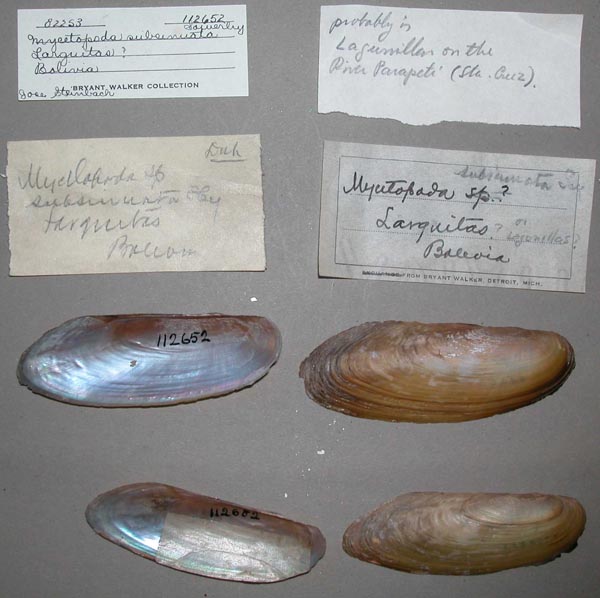 specimen