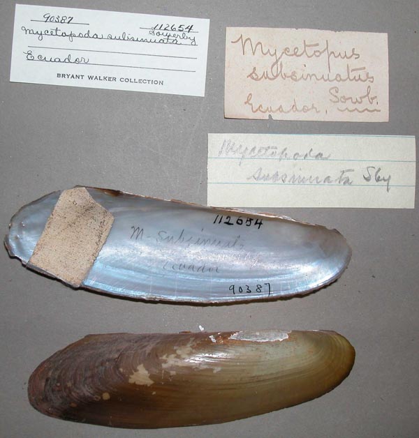 specimen