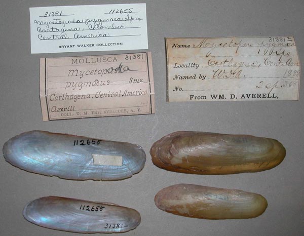 specimen