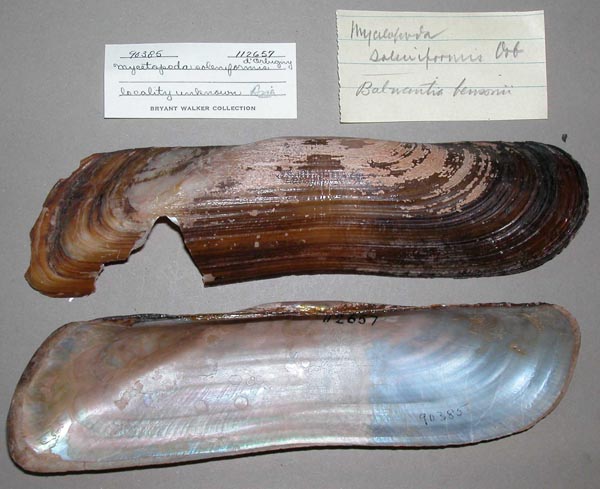 specimen