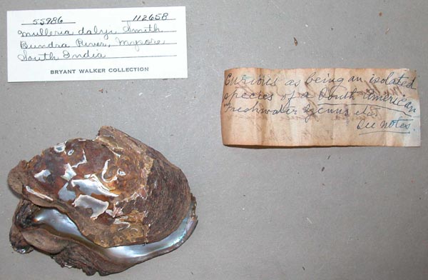 specimen