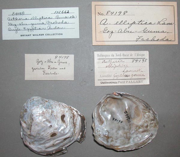 specimen