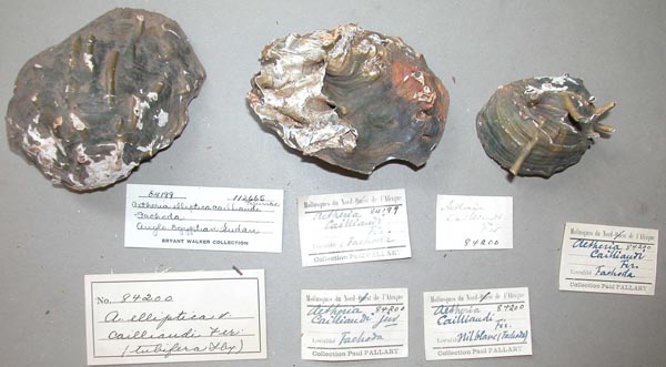 specimen