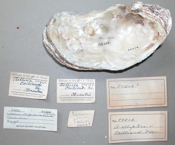 specimen