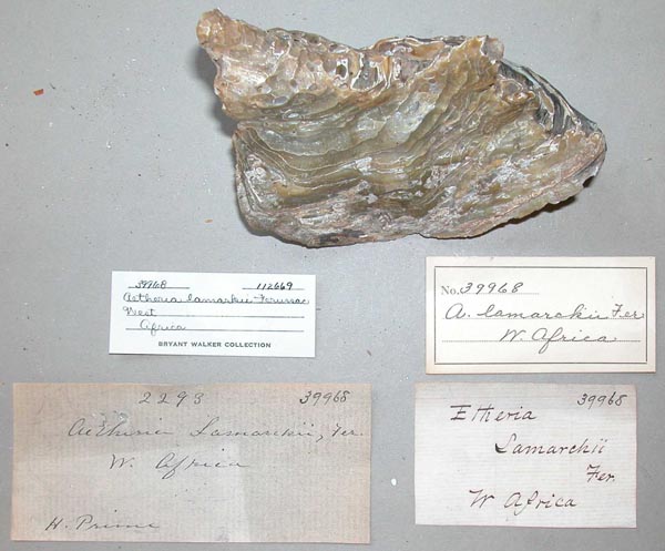 specimen