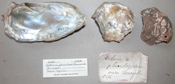 specimen