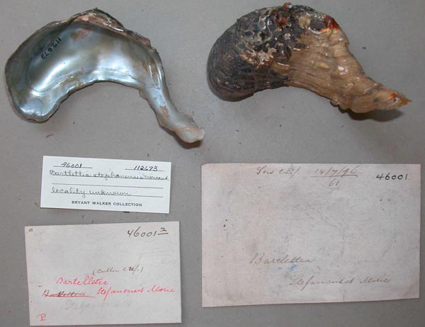 specimen