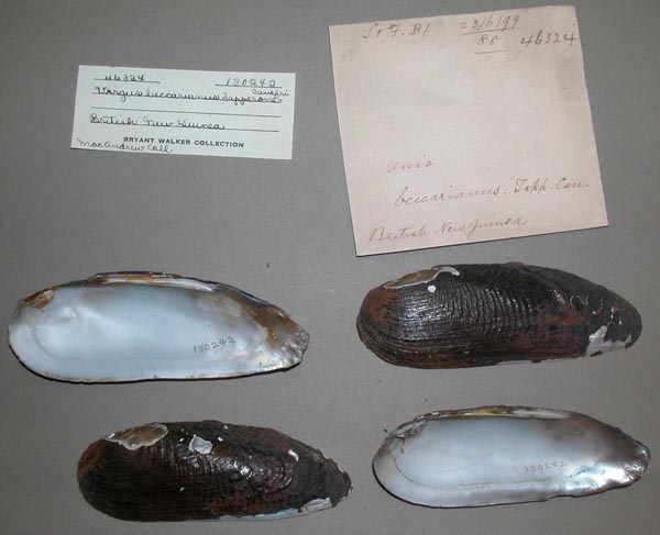 specimen