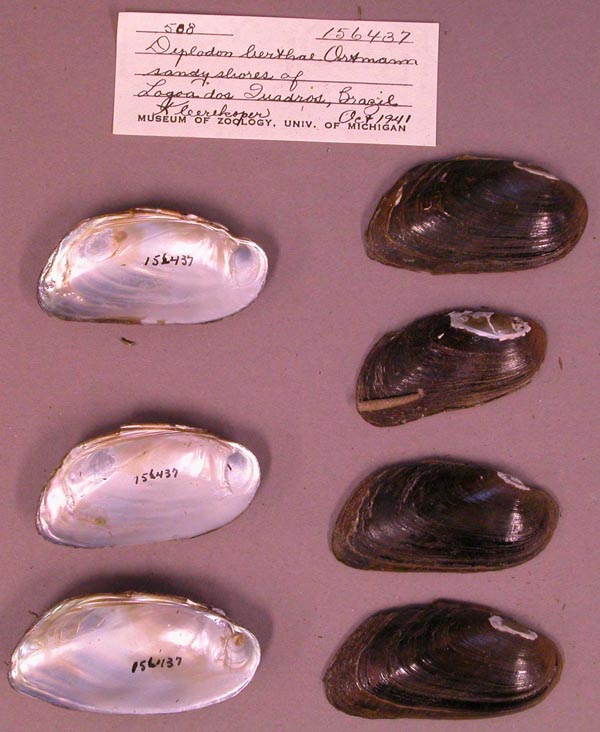 specimen