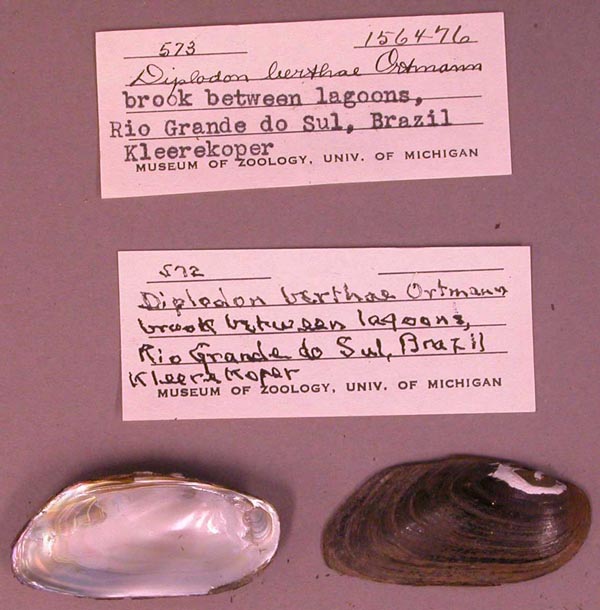 image of lot UMMZ_156476 image of lot UMMZ_156476