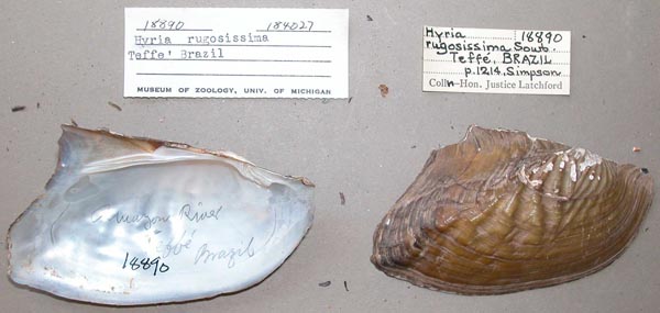 specimen