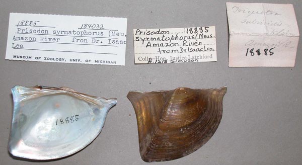 specimen