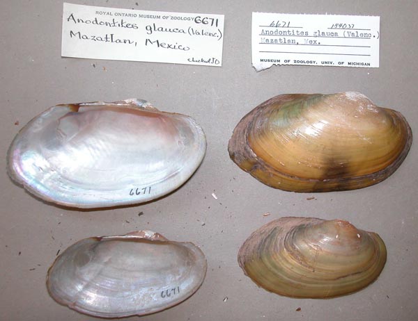 specimen