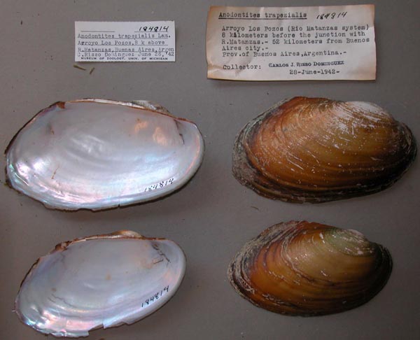 specimen