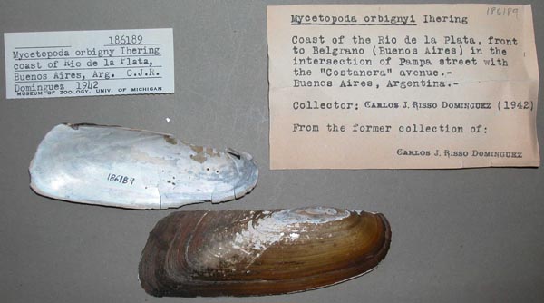 specimen