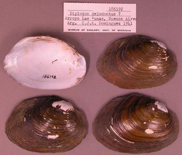 specimen