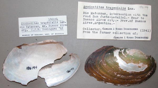 specimen
