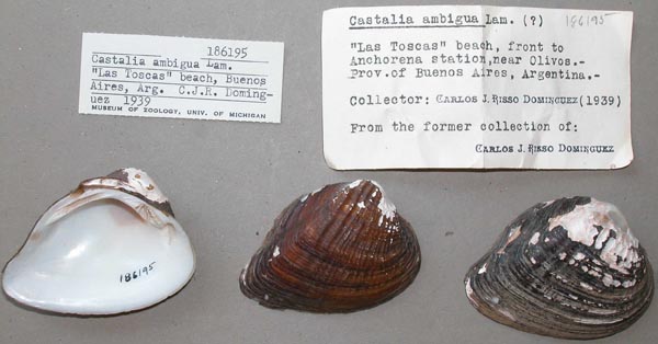 specimen