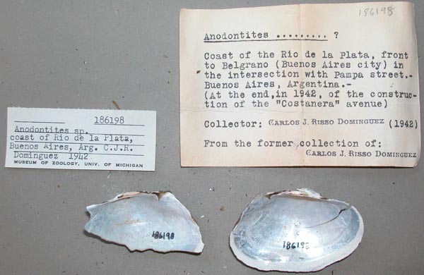 specimen