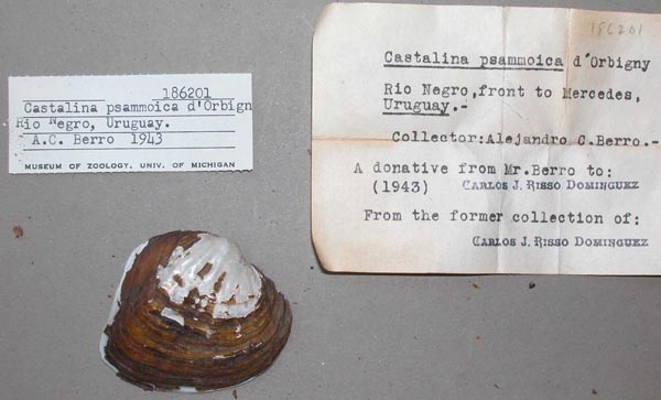specimen