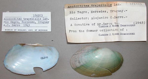 specimen