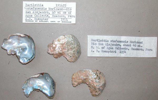 specimen