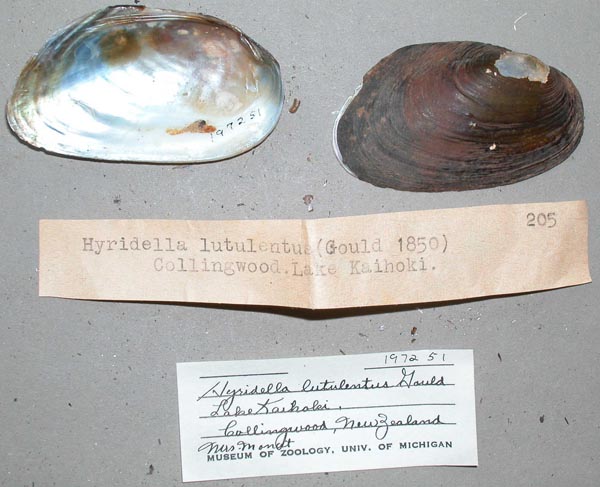 specimen