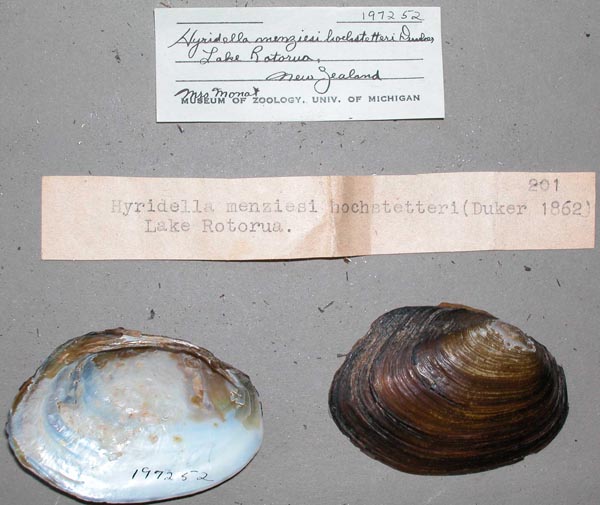 specimen