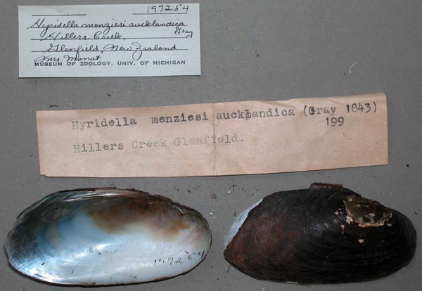 specimen