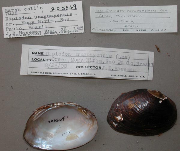 specimen