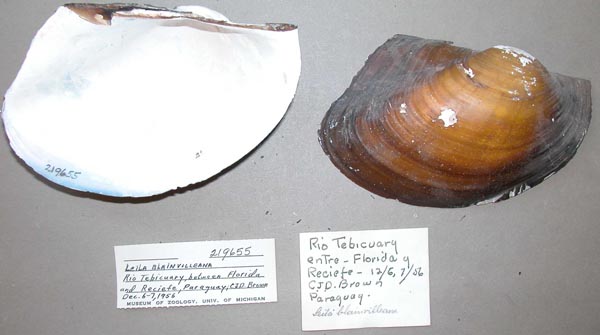 specimen