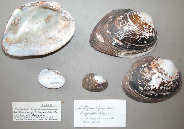 specimen